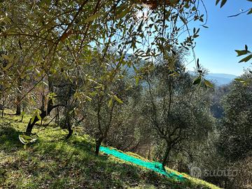 Marronete ed uliveto