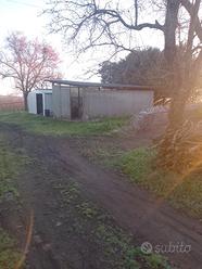 Terreno agricolo (noccioleto)