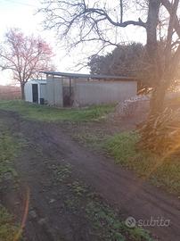 Terreno agricolo (noccioleto)