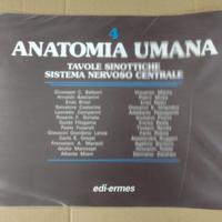 Anatomia umana