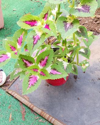 pianta 