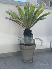 Pianta Cycas 40 Anni Altezza 180 Diametro 100