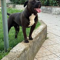 Amstaff disponibile per monta