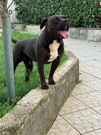 Amstaff disponibile per monta