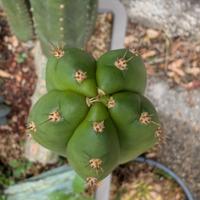 trichocereus pachanoi kk339
