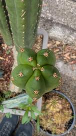 trichocereus pachanoi kk339