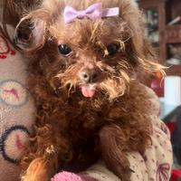 Barboncino Red tea Cup da compagnia