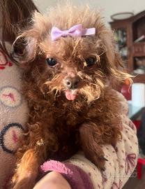 Barboncino Red tea Cup da compagnia