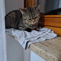 Gattina di razza straith scottish