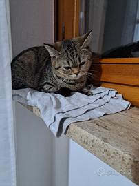 Gattina di razza straith scottish