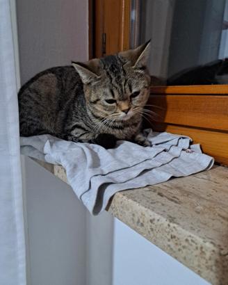 Gattina di razza straith scottish