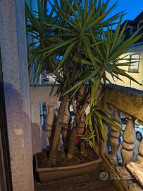 piante Yucca