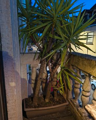 piante Yucca