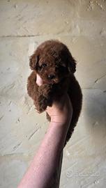 Barboncini red brown mini mini toy