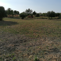 Terreno agricolo
