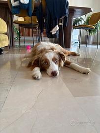 Miniature American Shepherd