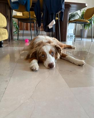 Miniature American Shepherd