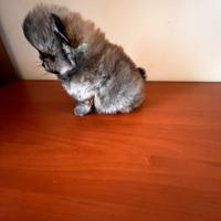 Spiz Pomerania