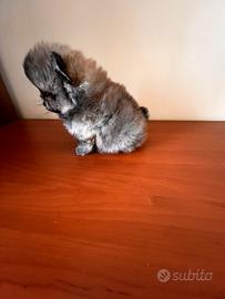 Spiz Pomerania