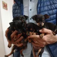 Cuccioli di pincher