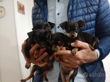 Cuccioli di pincher