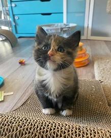Gatti siberiano mix