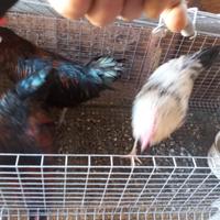 2 galli ottimi per riproduzione