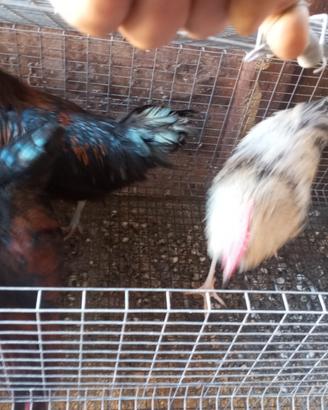 2 galli ottimi per riproduzione