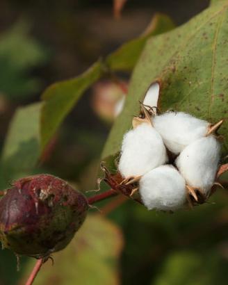 Piante di Cotone ( arbusto )
