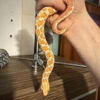 Serpente Muso di Porco Heterodon Nasicus