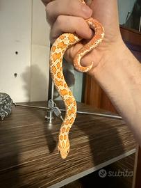 Serpente Muso di Porco Heterodon Nasicus