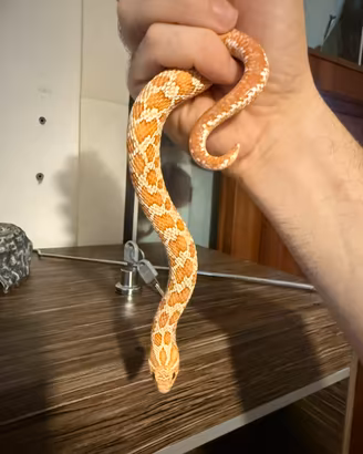 Serpente Muso di Porco Heterodon Nasicus