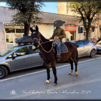 Cavalla maremmana ANAM