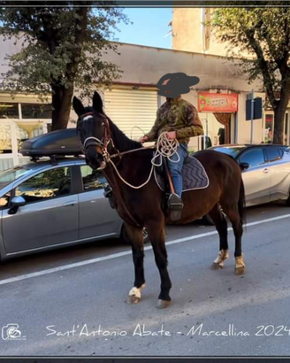 Cavalla maremmana ANAM