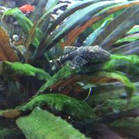 Pesci pulitori di 5-10 Cm di lunghezza