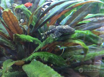 Pesci pulitori di 5-10 Cm di lunghezza