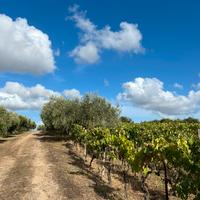 Terreno 12000 mq con vigneto e uliveto
