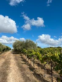 Terreno 12000 mq con vigneto e uliveto