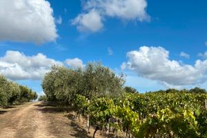 Terreno 12000 mq con vigneto e uliveto