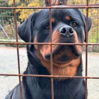 Rottweiler