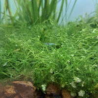 Muschio per acquario