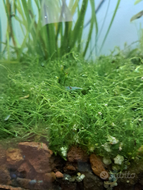 Muschio per acquario