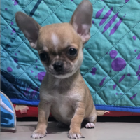 Chihuahua maschi pelo corto con pedigree