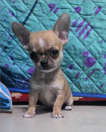 Chihuahua maschi pelo corto con pedigree