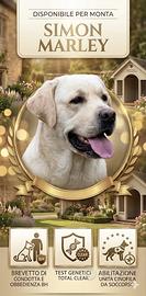 Labrador altissima genealogia per monta