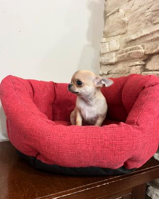 Chihuahua maschietto