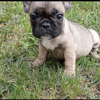 Cuccioli di bouledogue francese