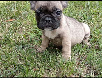 Cuccioli di bouledogue francese