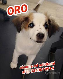 CUCCIOLO: Oro