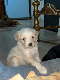 Cuccioli di Pomapoo